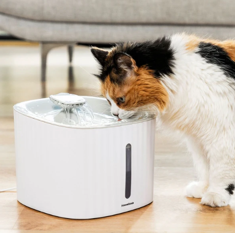 Come Abituare il Gatto a Usare una Fontana Automatica: Guida Completa